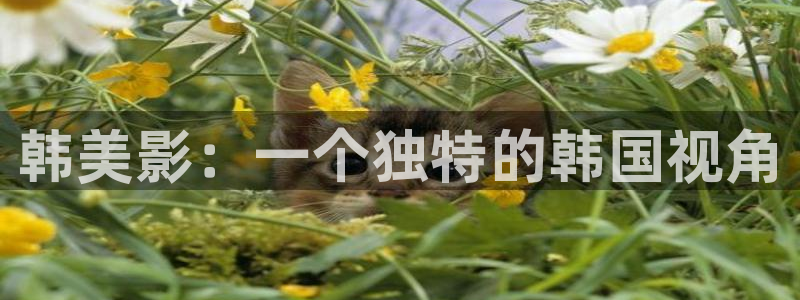 久久视频了