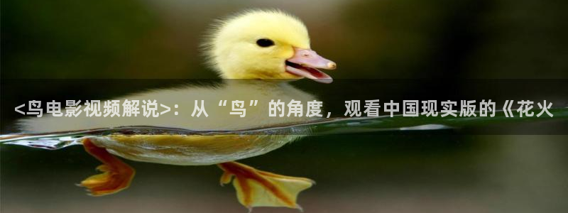 久久久精品电影网站：<鸟电影视频解说>：从“鸟”的角度，观看中国现实版的《花火