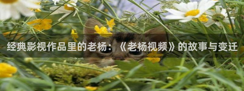 ′久久久影院：经典影视作品里的老杨：《老杨视频》的故事与变迁