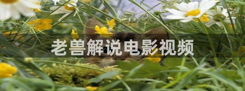 久久久久久久精品视频：老兽解说电影视频